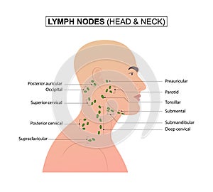 Lymph nodes of the head and neck