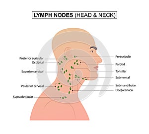 Lymph nodes of the head and neck photo