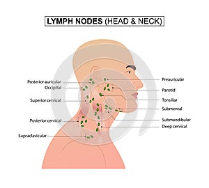 Diagram of Lymph nodes of the head and neck.