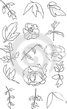 Peony flower set coloring book illustration vector on white background.