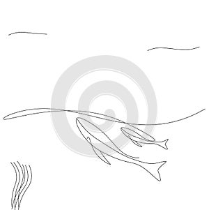 Whales swimmin on sea line drawing, vector illustration