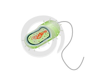 Salmonella bacteria structures