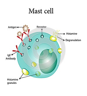 Mast cell. Immune system cells. Vector illustration.