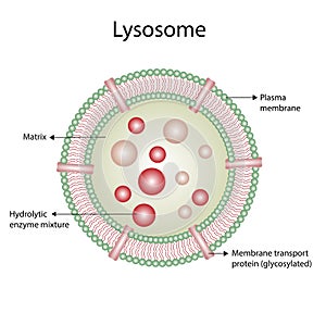 Anatomical structure of Lysosome. vector illustration photo