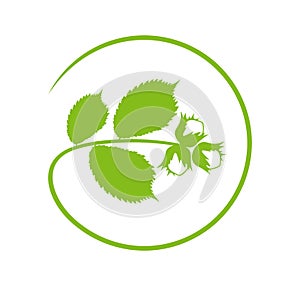 Hazelnut branch logo. Isolated hazelnut on white background