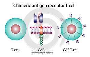 T-cell and Chimeric antigen receptor T cell photo