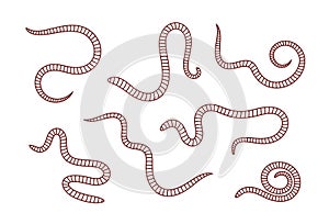 Earthworm outline. Isolated earthworm on white background