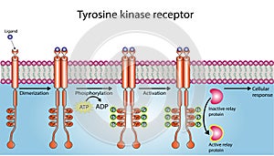 Tyrosine kinase receptor activation mechanism photo