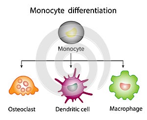 Monocyte Differentiation. Dendritic cell, Osteoclast and Macrophage. photo