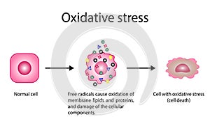 Oxidative stress, cellular damage, Free radicals cause oxidation e and damage of cellular components. vector illustration photo