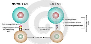 Normal T cell vs Chimeric antigen receptor T cell. vector illustration. photo