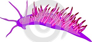 Aeolid nudibranch isolated on white background.