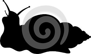 akhatina snail vector silhouette black