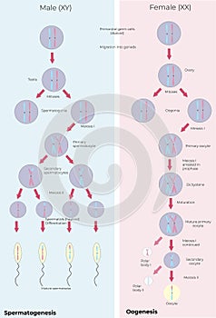 spermatogenesis oogenesis oogonia ovary mitoses mature
