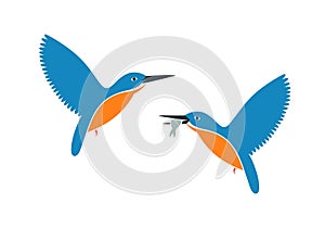 Kingfisher bird logo. Isolated kingfisher bird on white background