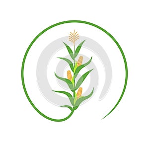 Corn stalk logo. Isolated corn stalk on white background