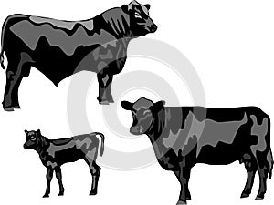 Aberdeen Angus vector photo