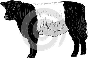 Belted Galloway cattle