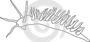 Coloring page with aeolid nudibranch