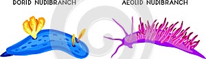 Types of nudibranchs: aeolid nudibranch and dorid nudibranch.