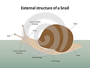 External structure of a Snail