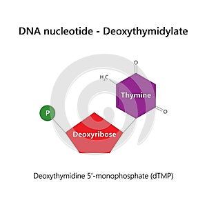 DNA nucleotide (deoxyribonucleotide) - Deoxythymidylate.