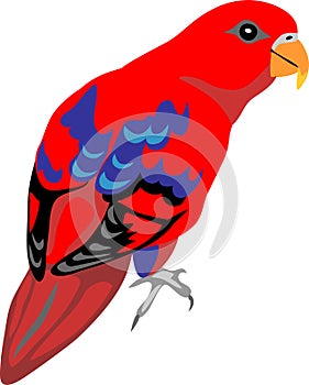 Red lory vector