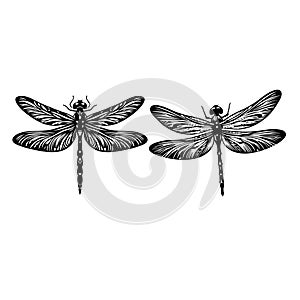 Top side closeup macro view of beautiful dragonfly on white background