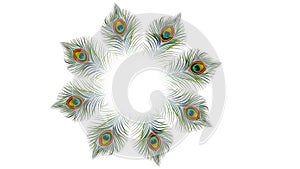 Peacock feather design clip art in white background