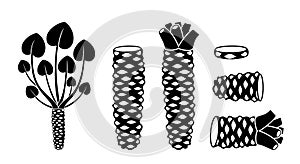 Wasabi root logo. Isolated wasabi root on white background