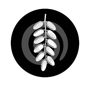 Date fruit logo. Isolated date fruit on white background