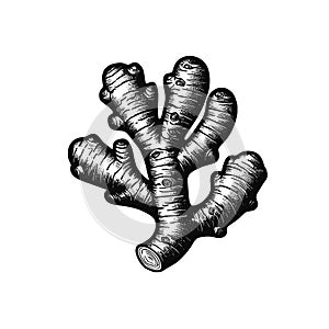 Ginger root. Vector illustration