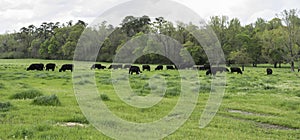 Web banner of Angus herd in springtime pasture