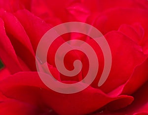 Web banner beautiful macro of a red rose flower .Petals red roses closeup red background