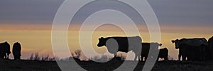 Web banner beef cattle herd in silhouette against sunset