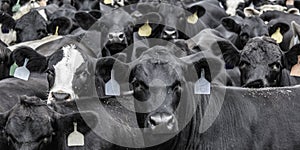 Web banner of cattle tightly packed