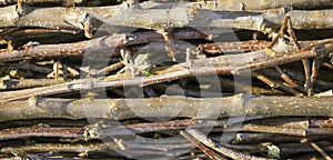 Web banner of dry wooden twigs pile