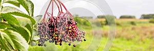 Web banner with Elderberry busch