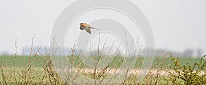 Web banner of a Kestrel bird of prey floats above the grass and bushes hunting for prey. Cover or social media