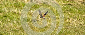 Web banner of a Kestrel bird of prey floats above the grass hunting for prey. Cover or social media