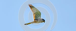 Web banner of a Kestrel bird of prey hovers against a beautiful blue sky with white clouds, hunting for prey. cover