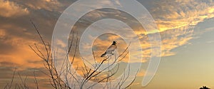 Web banner of a Kestrel bird of prey land with wings spread in the top of a tree. Against a dramatically colored sky