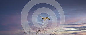 Web banner of a Kestrel bird of prey sits in the top of a still bare tree in spring. Against a dramatically colored sky. Long