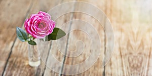 Pink rose banner of life coaching concept