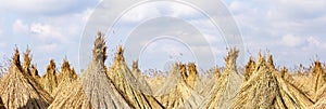 Web banner of reed bundles, agriculture, rural concept