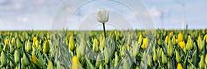 Web banner with yellow tulips fields during springtime in the N