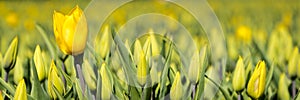 Web banner with yellow tulips fields during springtime in the N