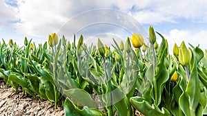 Web banner with yellow tulips fields during springtime in the N