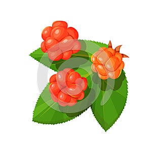 Cloudberry with leaf isolated on a white background.