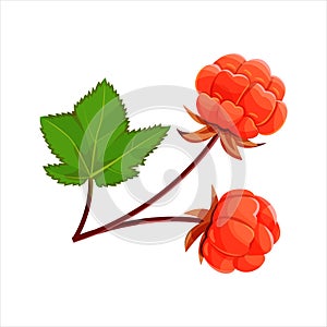 Cloudberry with leaf isolated on a white background.